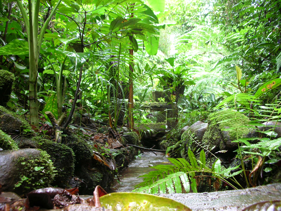 Kids環境ecoワード 熱帯雨林